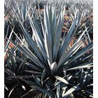 Agave tequilana Seeds