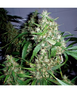 Barney's Farm Critical Rapido Fem. Auto