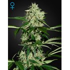 Northern Lights Auto – Green House