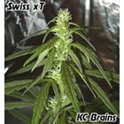 K.C. Brains - Swiss xT