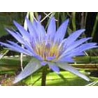 Nymphaea caerulea (Blue Lotus) Graines