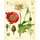 Papaver somniferum (Opium poppy) Graines