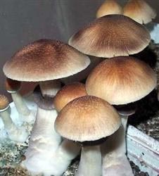 seringue Psilocybe cubensis Amazonian