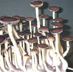 Psilocybe cubensis Transkei empreinte ou seringue